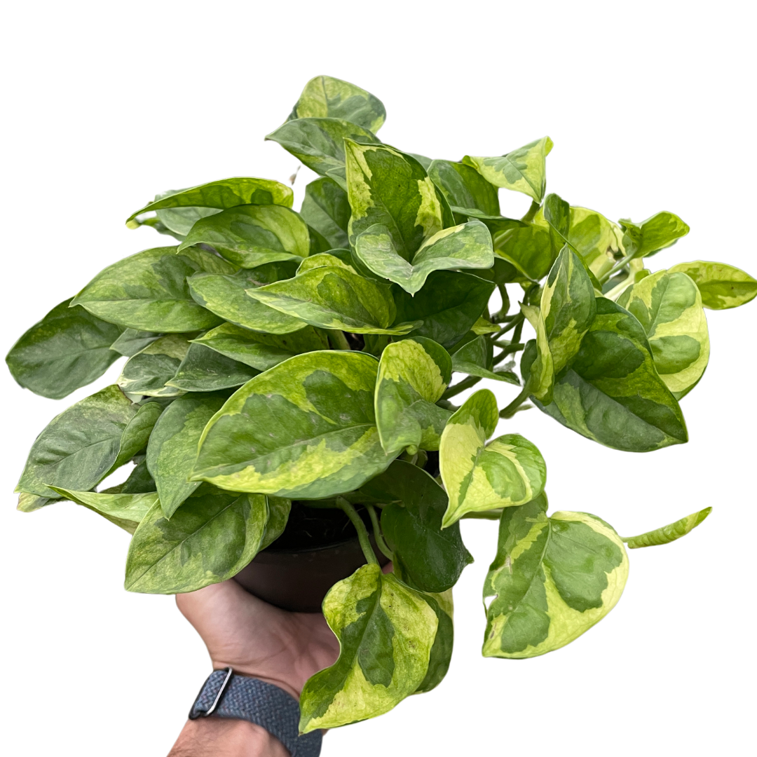 Lemon Meringue Pothos Plant Live Pothos Rare House Plant Hanging Indoor Plant Vining Plant Rooted Pothos in Pot XXL Pothos Aquarium