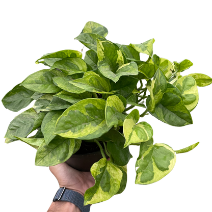 Lemon Meringue Pothos Plant Live Pothos Rare House Plant Hanging Indoor Plant Vining Plant Rooted Pothos in Pot XXL Pothos Aquarium