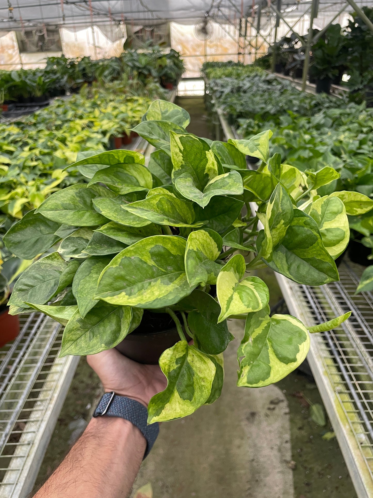 Lemon Meringue Pothos Plant Live Pothos Rare House Plant Hanging Indoor Plant Vining Plant Rooted Pothos in Pot XXL Pothos Aquarium