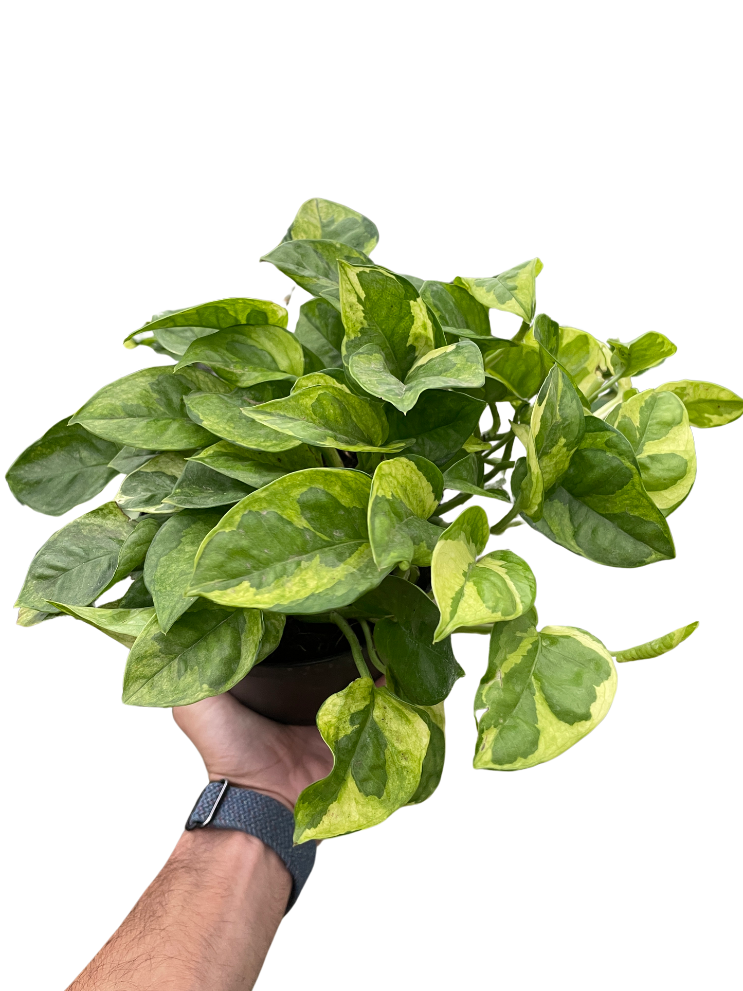 Lemon Meringue Pothos Plant Live Pothos Rare House Plant Hanging Indoor Plant Vining Plant Rooted Pothos in Pot XXL Pothos Aquarium