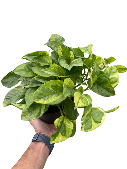 Lemon Meringue Pothos Plant Live Pothos Rare House Plant Hanging Indoor Plant Vining Plant Rooted Pothos in Pot XXL Pothos Aquarium