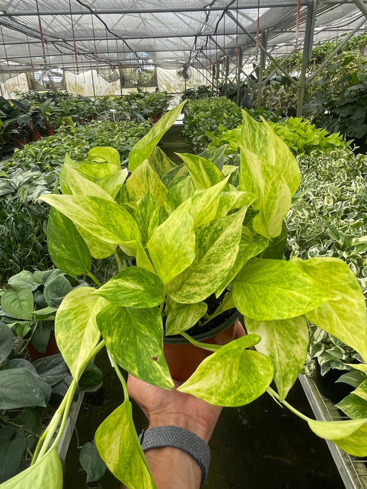 Neon Queen Pothos Plant Live Pothos Rare House Plant Hanging Indoor Plant Vining Plant Rooted Pothos in Pot XXL Pothos Aquarium Paludarium