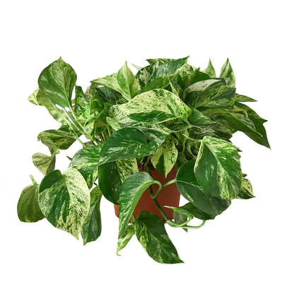 Marble Queen Pothos Plant Live Variegated Pothos Rare House Plant Hanging Indoor Plant Vining Plant Rooted Pothos in Pot XXL Pothos Aquarium