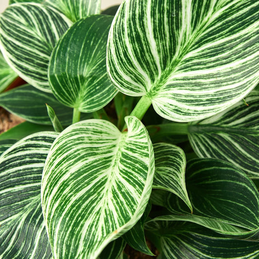 Philodendron Birkin Plant