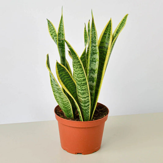 Snake Plant Laurentii Plant Live House Plant Low Maintenance Easy Care Low Light Air Purifying Plant Air Cleaning Live Indoor