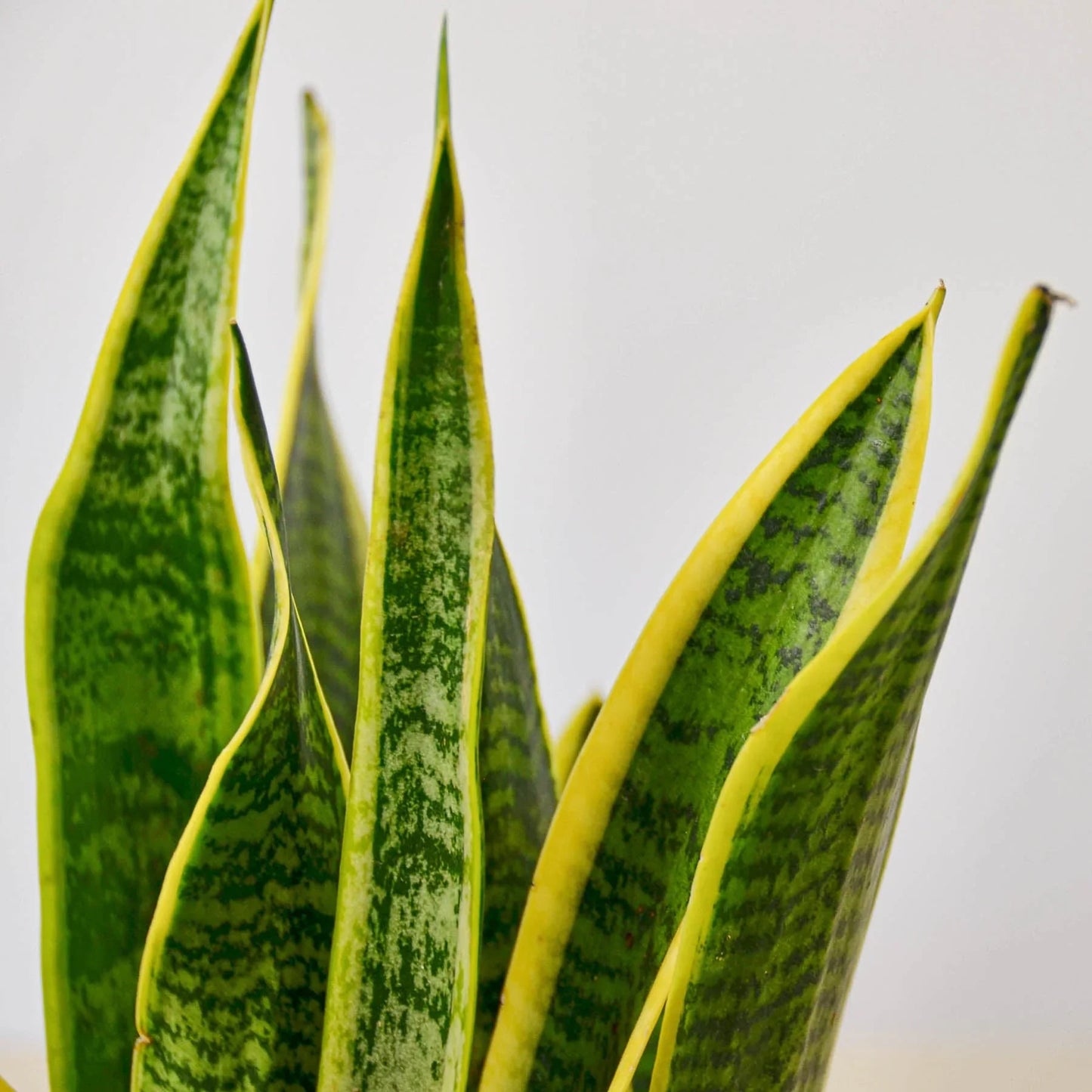 Snake Plant Laurentii Plant Live House Plant Low Maintenance Easy Care Low Light Air Purifying Plant Air Cleaning Live Indoor