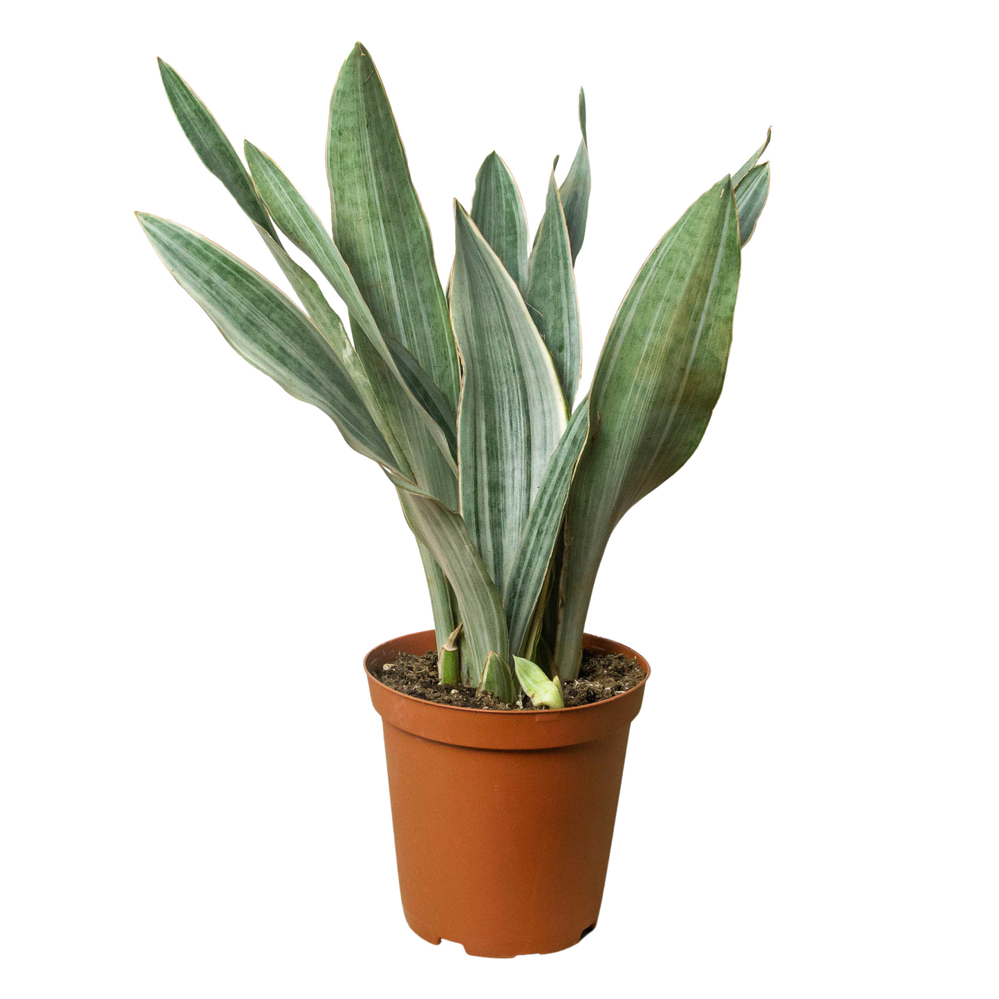 Snake Plant Sayuri Plant Live House Plant Low Maintenance Easy Care Low Light Air Purifying Plant Air Cleaning Live Indoor