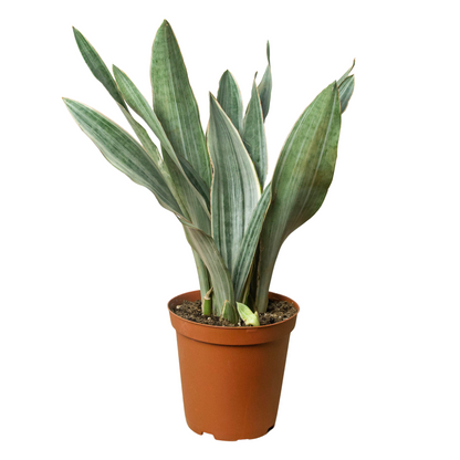 Snake Plant Sayuri Plant Live House Plant Low Maintenance Easy Care Low Light Air Purifying Plant Air Cleaning Live Indoor