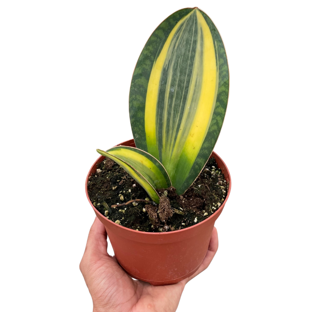 Variegated Shark Fin Snake Plant Plant Live House Plant Low Maintenance Easy Care Low Light Air Purifying Plant