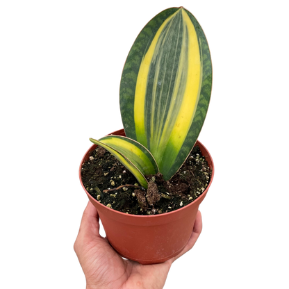 Variegated Shark Fin Snake Plant Plant Live House Plant Low Maintenance Easy Care Low Light Air Purifying Plant