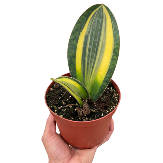 Variegated Shark Fin Snake Plant Plant Live House Plant Low Maintenance Easy Care Low Light Air Purifying Plant