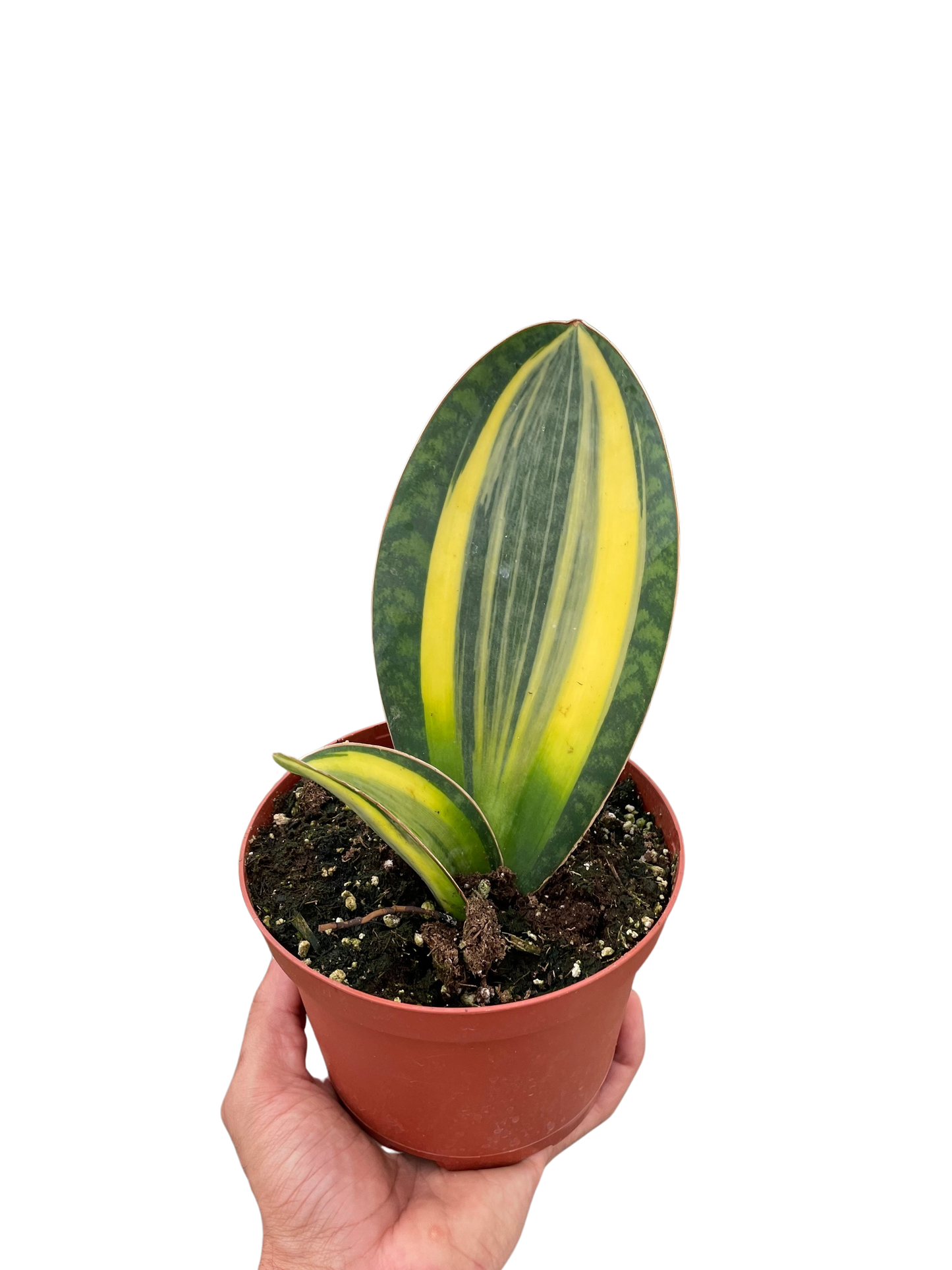 Variegated Shark Fin Snake Plant Plant Live House Plant Low Maintenance Easy Care Low Light Air Purifying Plant