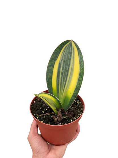 Variegated Shark Fin Snake Plant Plant Live House Plant Low Maintenance Easy Care Low Light Air Purifying Plant