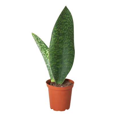 Shark Fin Snake Plant Live House Plant Low Maintenance Easy Care Low Light Air Purifying Plant Air Cleaning Live Indoor Greenery