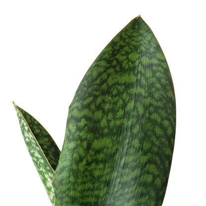 Shark Fin Snake Plant Live House Plant Low Maintenance Easy Care Low Light Air Purifying Plant Air Cleaning Live Indoor Greenery