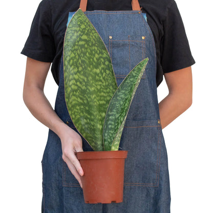 Shark Fin Snake Plant Live House Plant Low Maintenance Easy Care Low Light Air Purifying Plant Air Cleaning Live Indoor Greenery