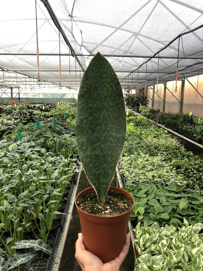 Shark Fin Snake Plant Live House Plant Low Maintenance Easy Care Low Light Air Purifying Plant Air Cleaning Live Indoor Greenery