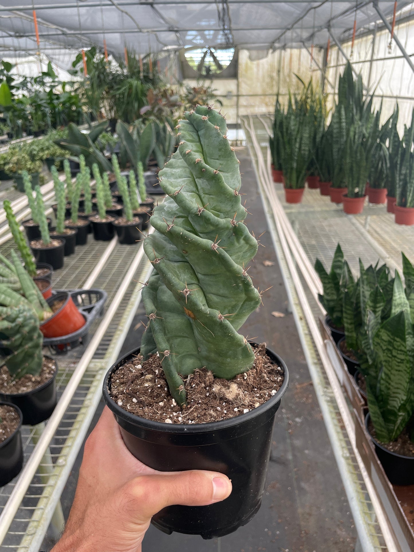 Spiral Cactus Plant Cereus Forbesii Spiralis Live House Plant Unique Indoor Plant