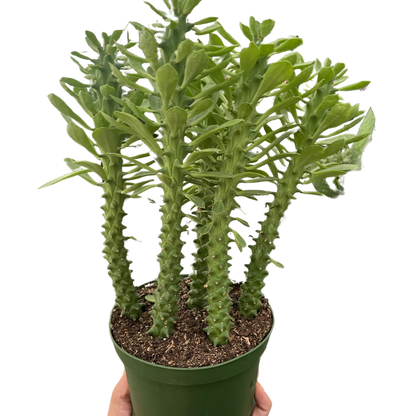 Euphorbia Sausage Spurge Live Euphorbia Plant House Plant Cactus Succulent Unique House Plant