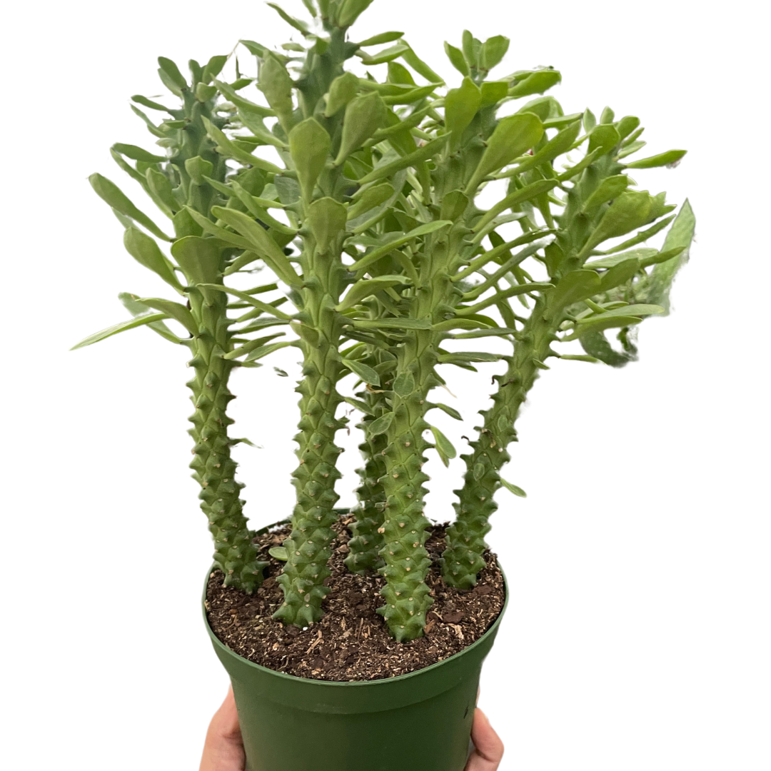 Euphorbia Sausage Spurge Live Euphorbia Plant House Plant Cactus Succulent Unique House Plant