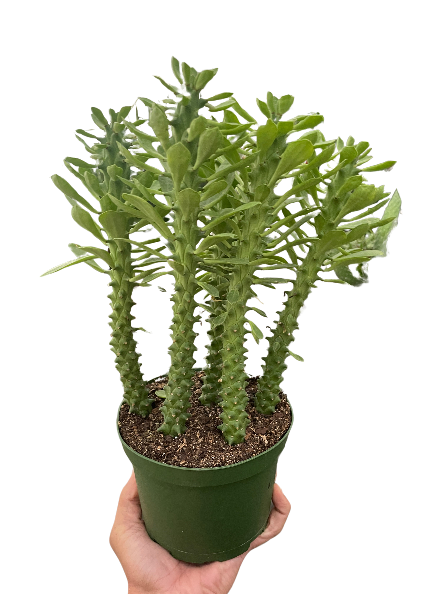 Euphorbia Sausage Spurge Live Euphorbia Plant House Plant Cactus Succulent Unique House Plant