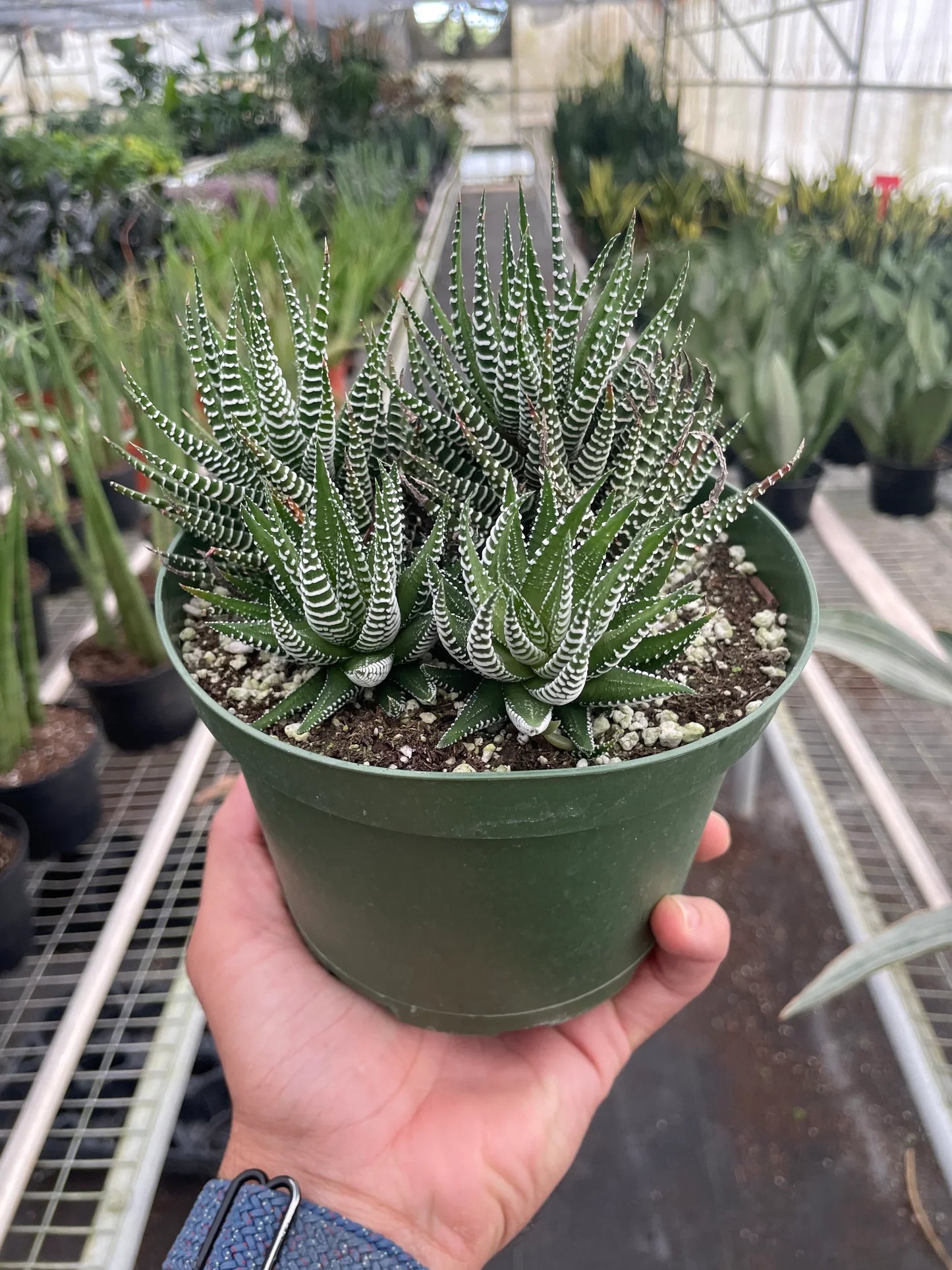 Zebra Succulent Plant Live Low Maintenance House Plant Fuzzy Plant House Plant Indoor