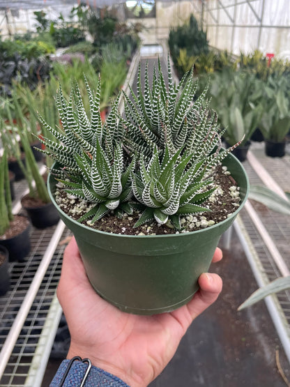Zebra Succulent Plant Live Low Maintenance House Plant Fuzzy Plant House Plant Indoor