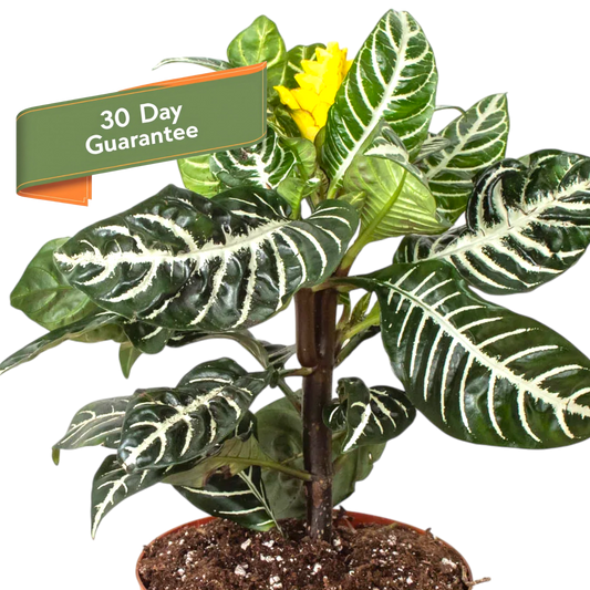 Zebra Aphelandra Plant Live Indoor Plant Easy Care House Plant Low Maintenance Striped Plant