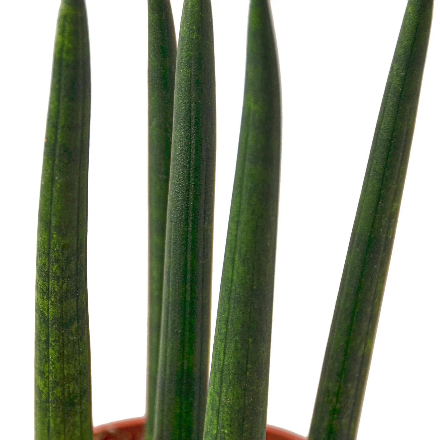 Snake Plant Cylindrica Plant Live House Plant Low Maintenance Easy Care Low Light Air Purifying Plant Air Cleaning Live Indoor