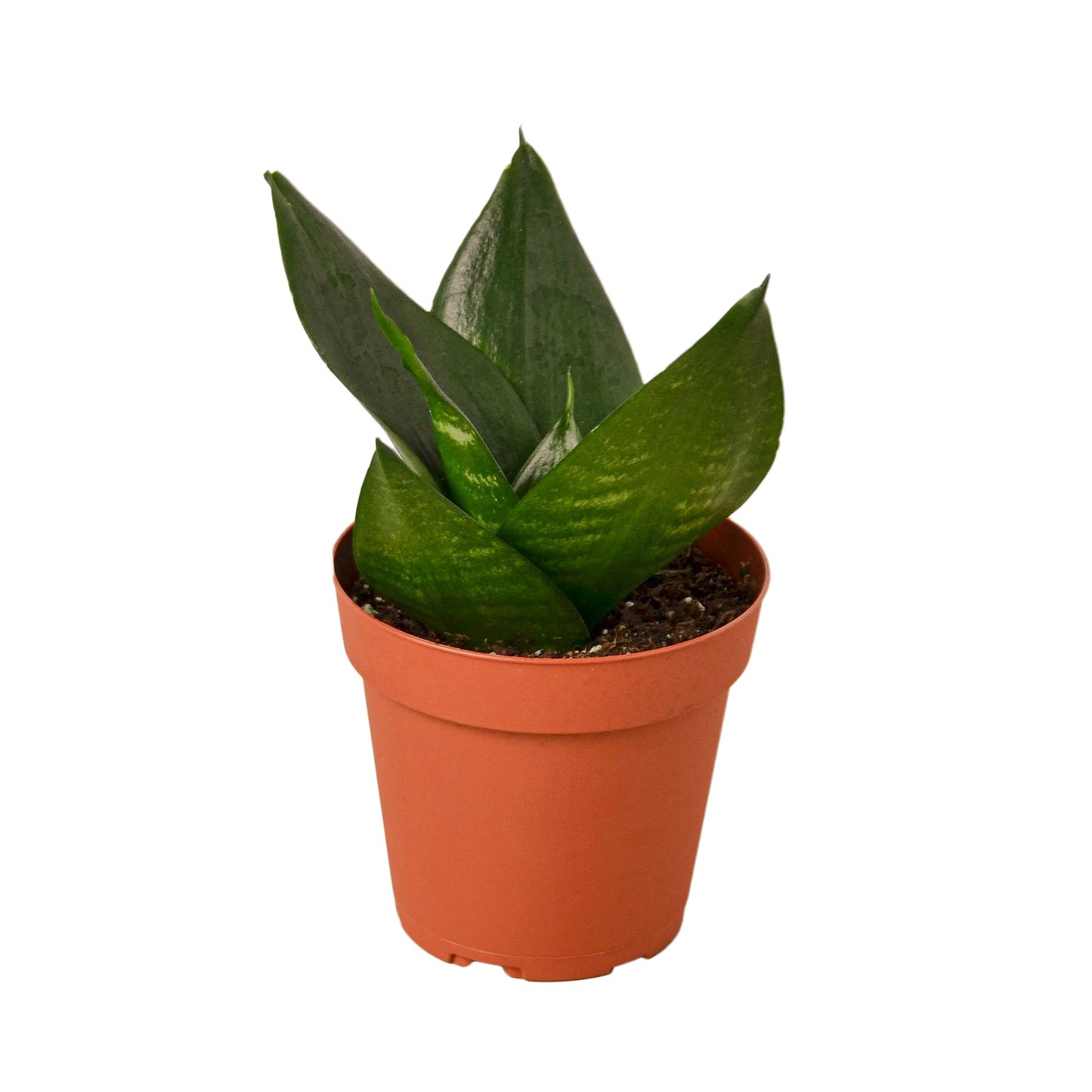 Snake Plant Jade Plant Live House Plant Low Maintenance Easy Care Low Light Air Purifying Plant Air Cleaning Live Indoor