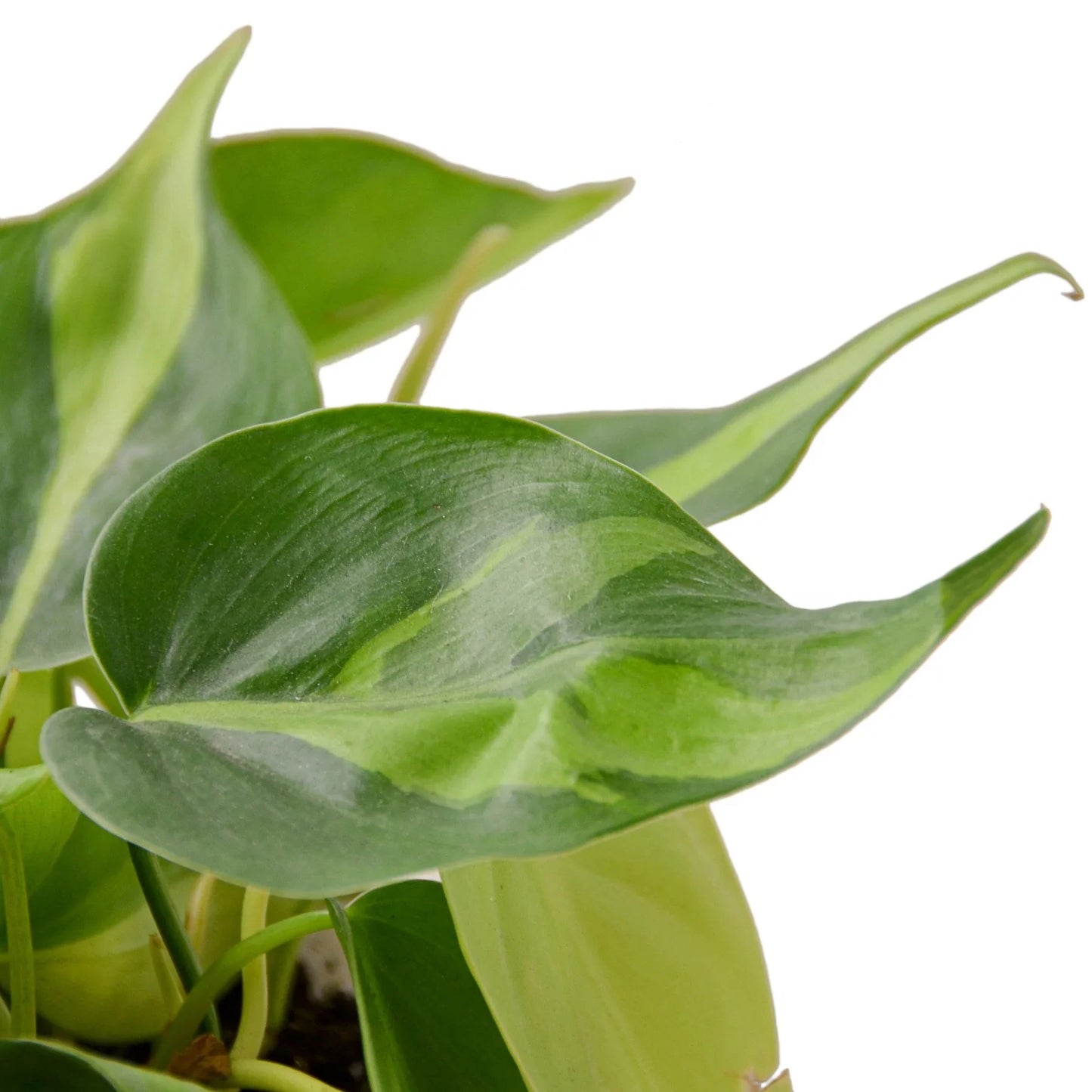 Philodendron Brasil Plant