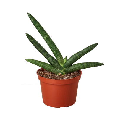 Snake Plant Starfish Plant Live House Plant Low Maintenance Easy Care Low Light Air Purifying Plant Air Cleaning Live Indoor