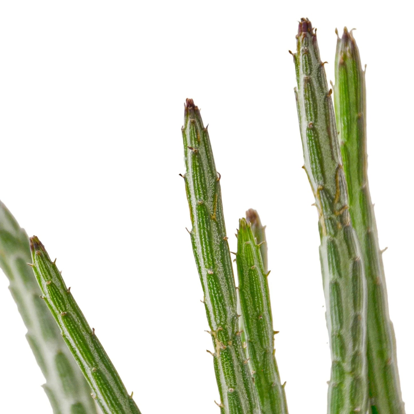 Pickle Plant Cactus Senecio Stapeliiformis Live Cactus House Plant Low Maintenance Indoor Plant