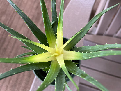 Aloe Solar Flare Plant Live Rare Aloe Vera House Plant Variegated Aloe Humilis Hybrid