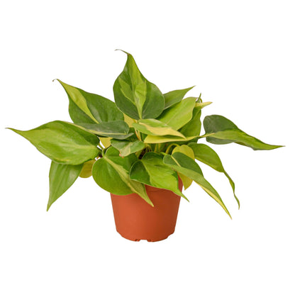 Philodendron Brasil Plant