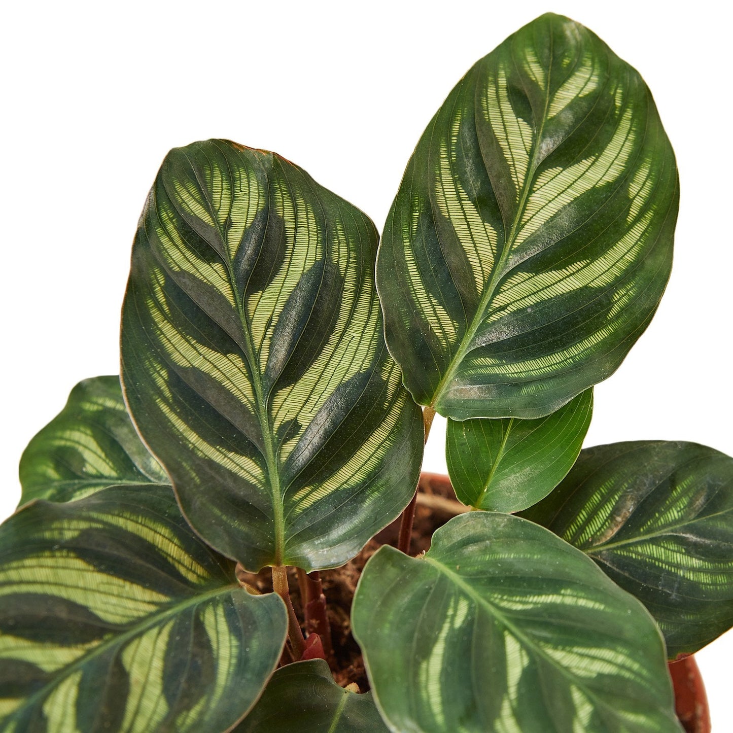 Calathea Makoyana