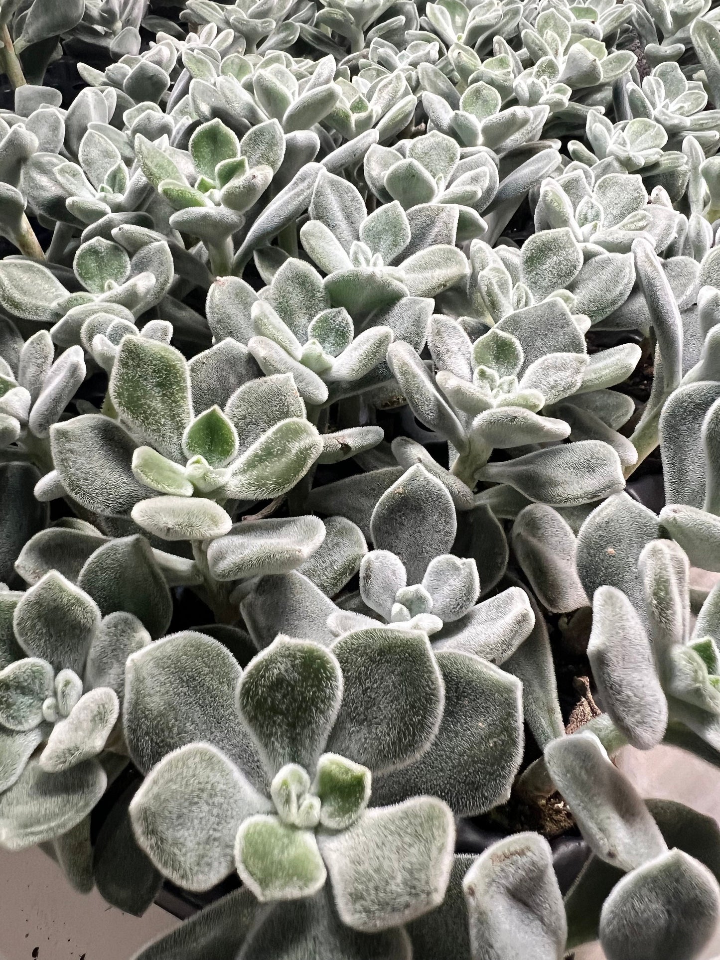 Echeveria Pulvinata Frosty White Chenille Plant Plug Rooted Starter Live Fuzzy Succulent Gift for Succulent Lover House Plant for Christmas