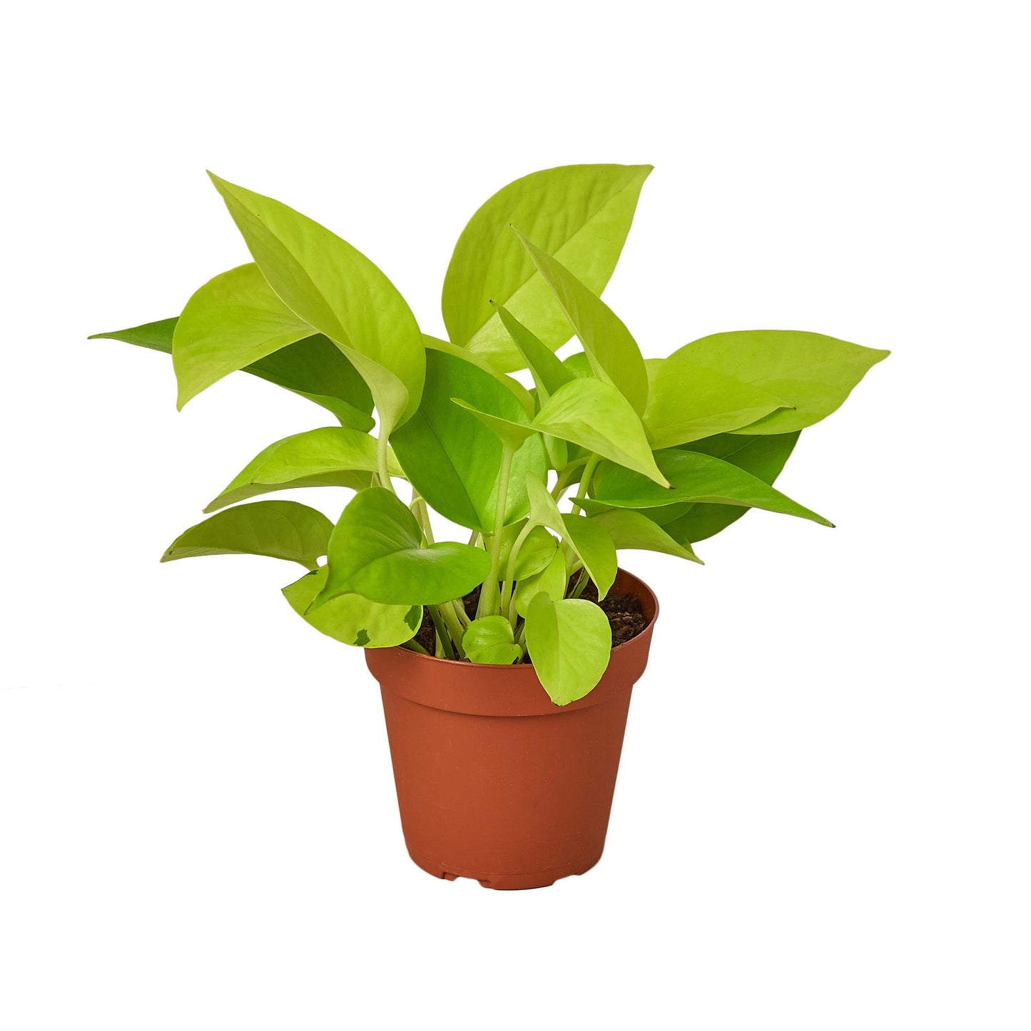 Neon Pothos Plant Live Pothos Rare House Plant Hanging Indoor Plant Vining Plant Rooted Pothos in Pot XXL Pothos Aquarium Paludarium Plant