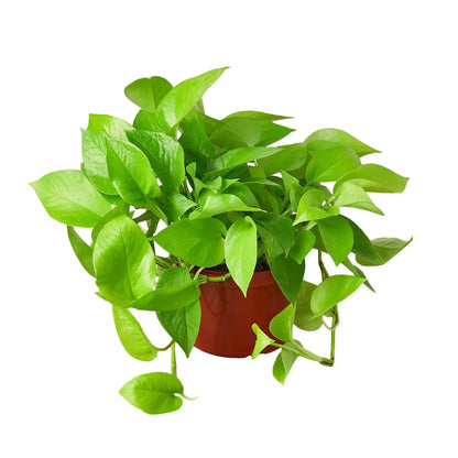 Neon Pothos Plant Live Pothos Rare House Plant Hanging Indoor Plant Vining Plant Rooted Pothos in Pot XXL Pothos Aquarium Paludarium Plant