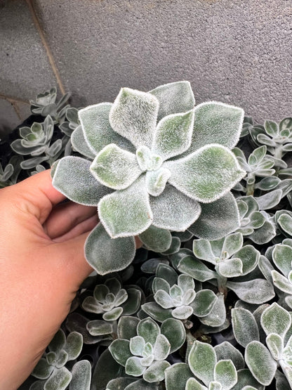 Echeveria Pulvinata Frosty White Chenille Plant Plug Rooted Starter Live Fuzzy Succulent Gift for Succulent Lover House Plant for Christmas