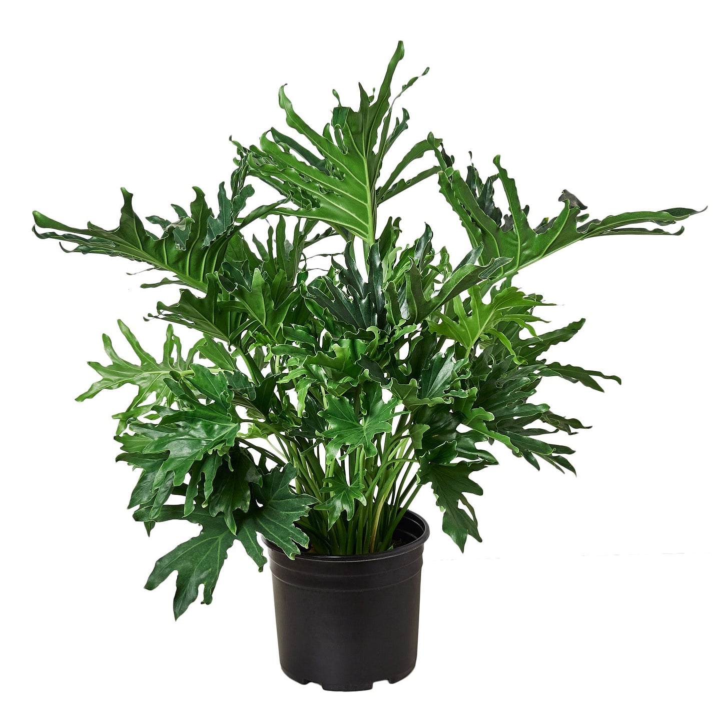 Philodendron Lickety Split Plant Live House Plant Large Tropical Indoor Plant