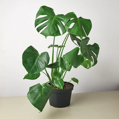 Live Monstera Plant Philodendron Split Leaf Potted House Plant Common Indoor Plant