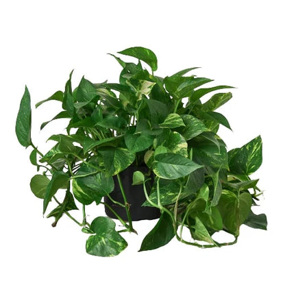 Golden Pothos Plant Live Pothos Rare House Plant Hanging Indoor Plant Vining Plant Rooted Pothos in Pot XXL Pothos Aquarium Paludarium Plant