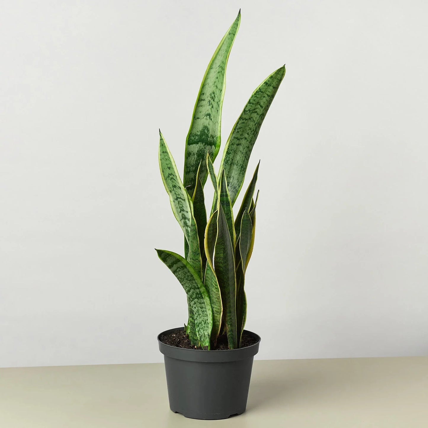 Snake Plant Laurentii Plant Live House Plant Low Maintenance Easy Care Low Light Air Purifying Plant Air Cleaning Live Indoor