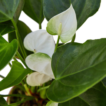 Anthurium White Plant Live Anthurium Plant Tropical House Plant Rare Indoor Plant