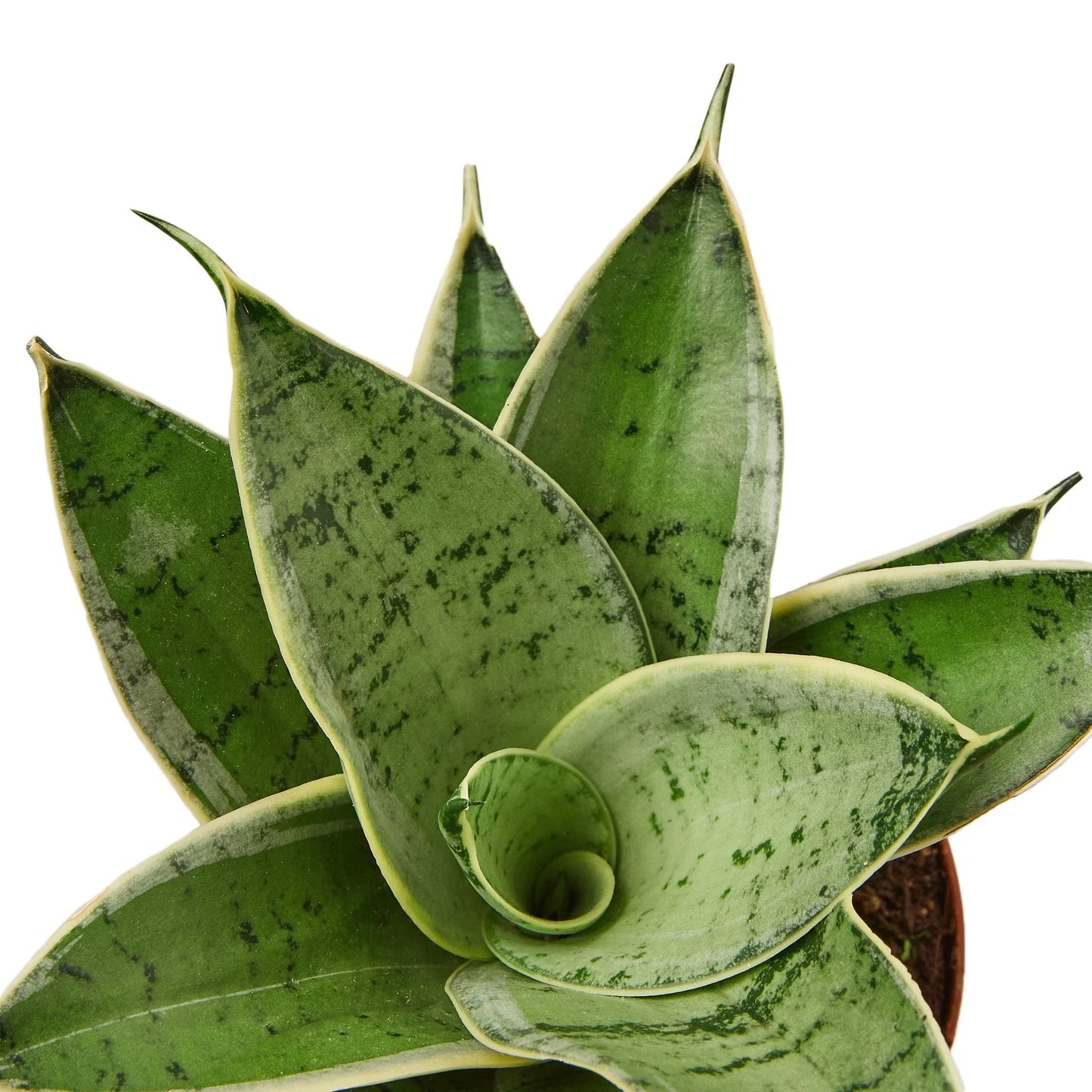 Snake Plant Starlight Plant Live House Plant Low Maintenance Easy Care Low Light Air Purifying Plant Air Cleaning Live Indoor