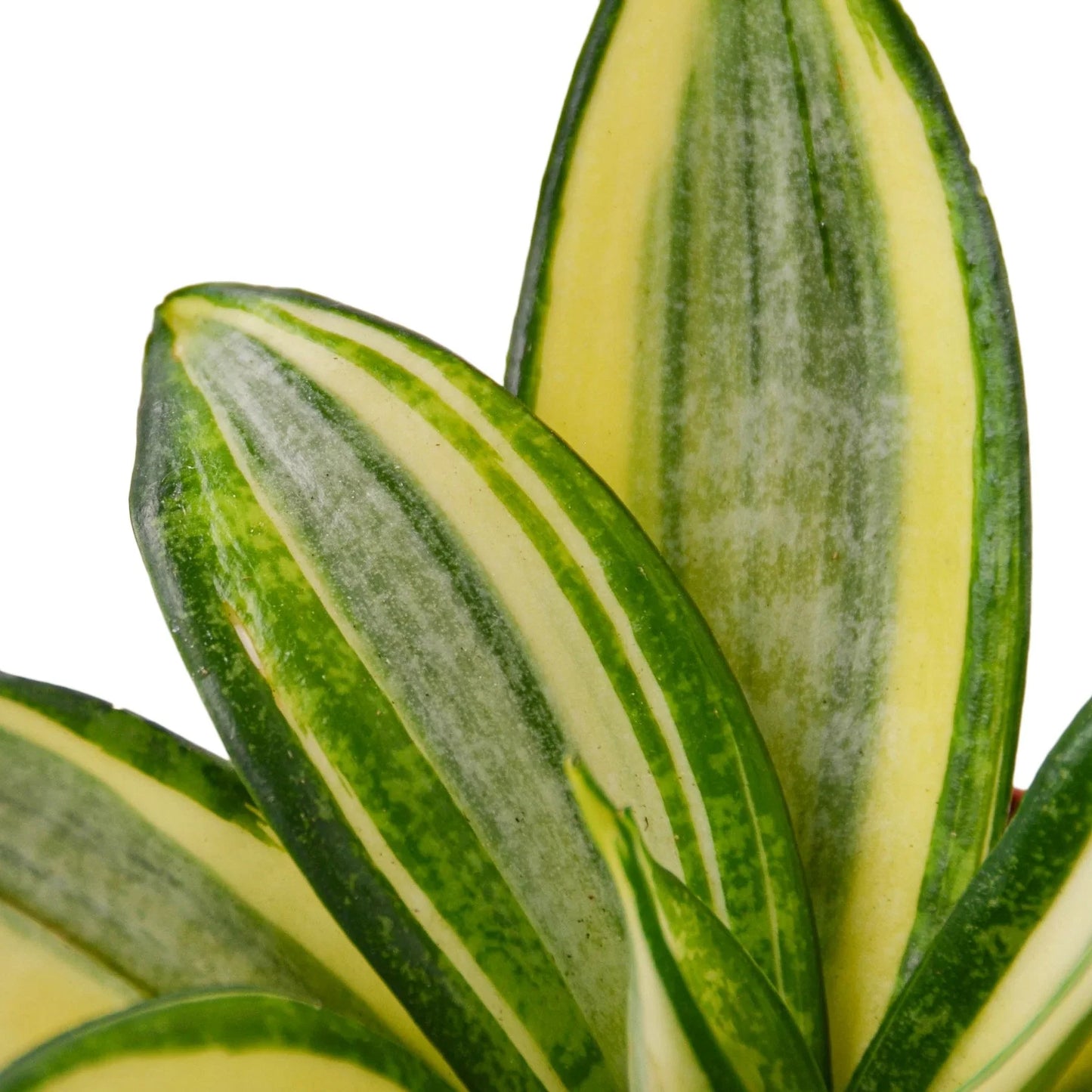 Snake Plant Gold Hahnii Plant Live House Plant Low Maintenance Easy Care Low Light Air Purifying Plant