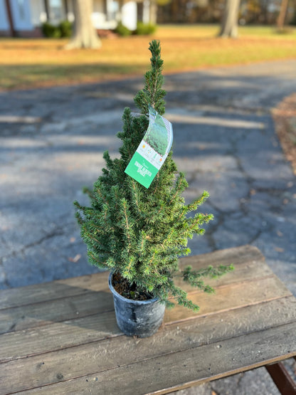 Mini Christmas Tree Plant Live Dwarf Alberta Spruce 26” Tall 6” Pot Christmas Tabletop Tree