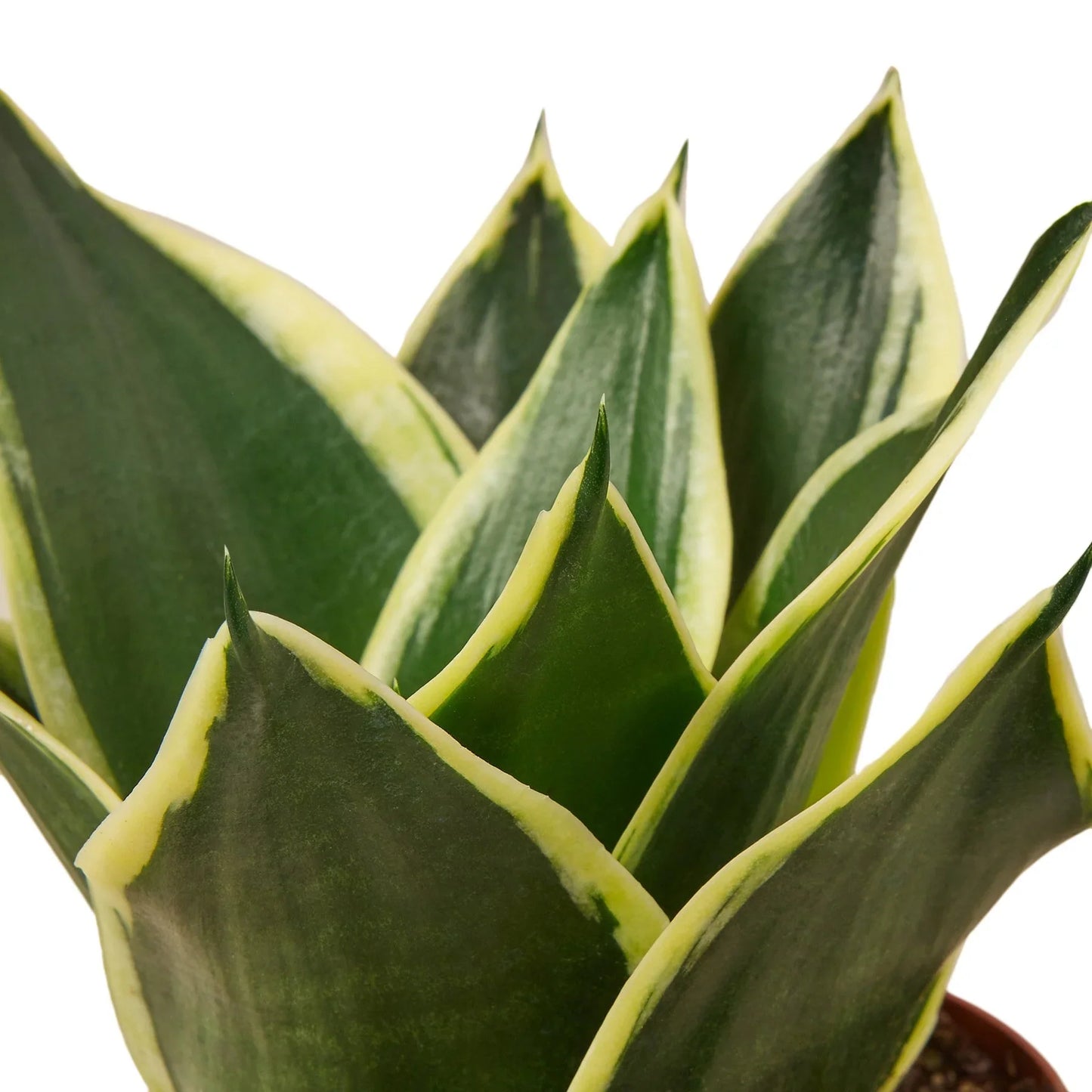 Snake Plant Black Gold Plant Live House Plant Low Maintenance Easy Care Low Light Air Purifying Plant Air Cleaning Live Indoor