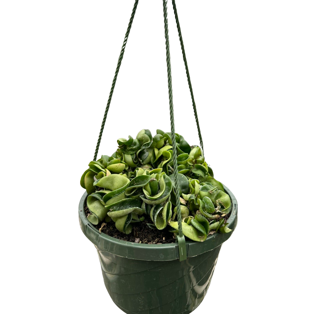 Hoya Rope Plant Live House Plant Trending Indoor Plants